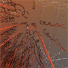algorithmic image
